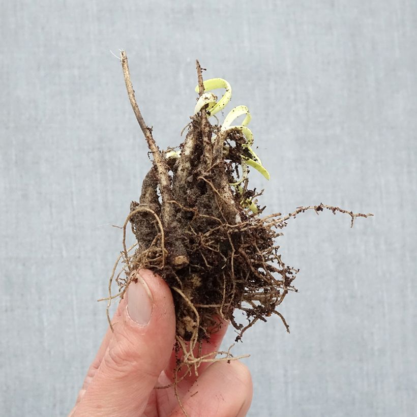 Exemplaar van Allium Millenium - Sierui Naakte wortel zoals geleverd in de winter