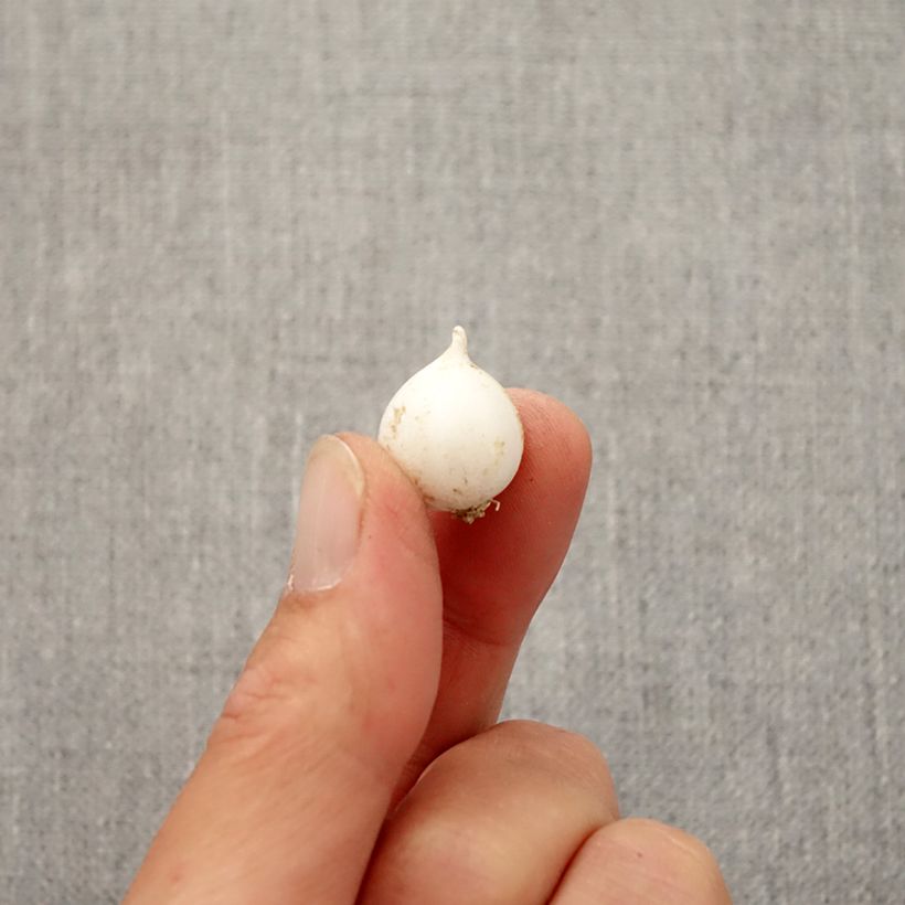 Exemplaar van Allium moly - Goudlook Bol kaliber 5+ zoals geleverd in de herfst