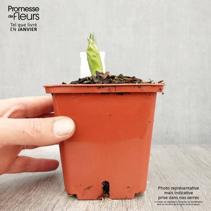 Exemplaar van Allium Mont Blanc - Sierui Pot van 1 l/1,5 l zoals geleverd in de winter