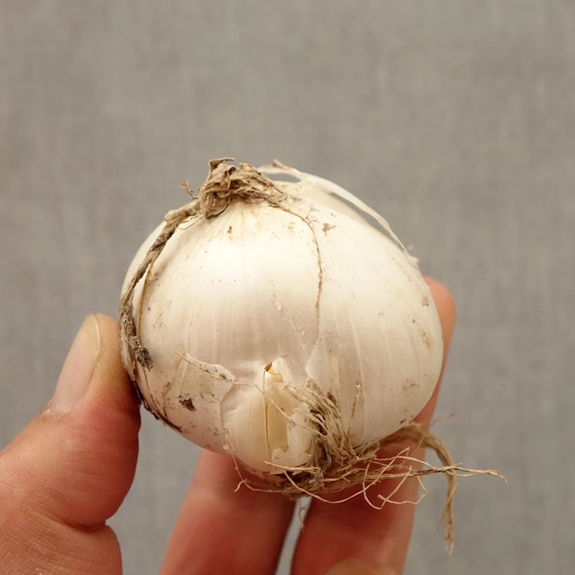 Exemplaar van Allium Mount Everest - Sierui Bol kaliber 20+ zoals geleverd in de herfst