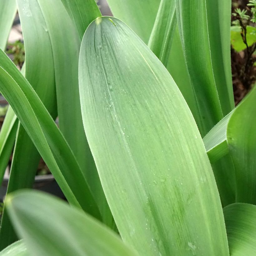 Allium Mount Everest - Sierui (Blad)