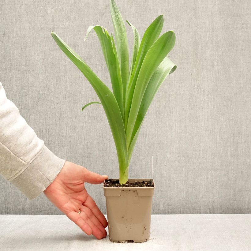 Exemplaar van Allium Mount Everest - Sierui Pot van 12 cm / 13 cm kaliber 18/20 zoals geleverd in de lente