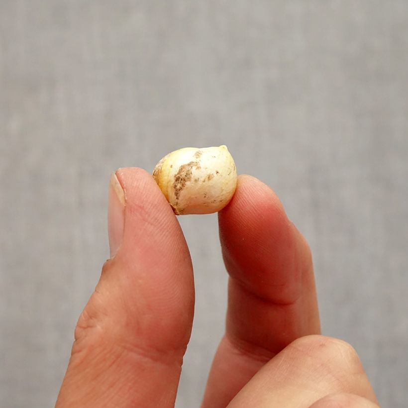 Exemplaar van Allium neapolitanum - Bruidsuitje Bol kaliber 4+ zoals geleverd in de herfst