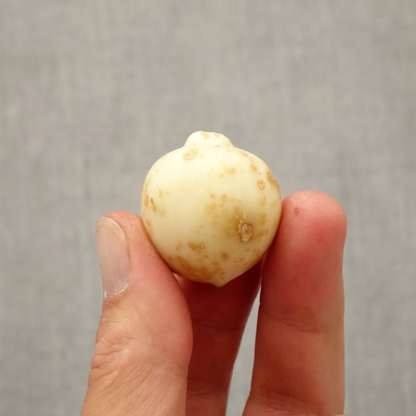 Exemplaar van Allium nevskianum - Sierui Bol kaliber 10+ zoals geleverd in de herfst