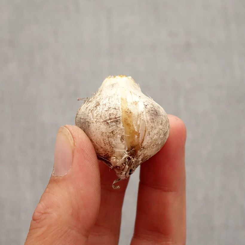 Exemplaar van Allium nigrum Pink Jewel - Zwarte look Bol kaliber 10+ zoals geleverd in de herfst