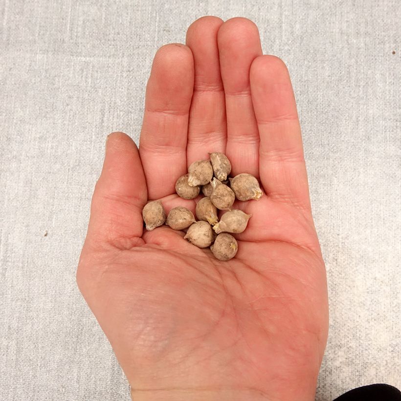Exemplaar van Allium oreophilum - Sierui Bol kaliber 3 zoals geleverd in de lente