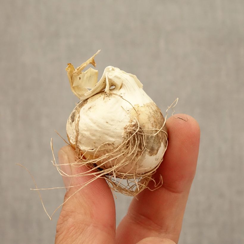 Exemplaar van Allium Ostara - Sierui Bol kaliber 12+ zoals geleverd in de herfst