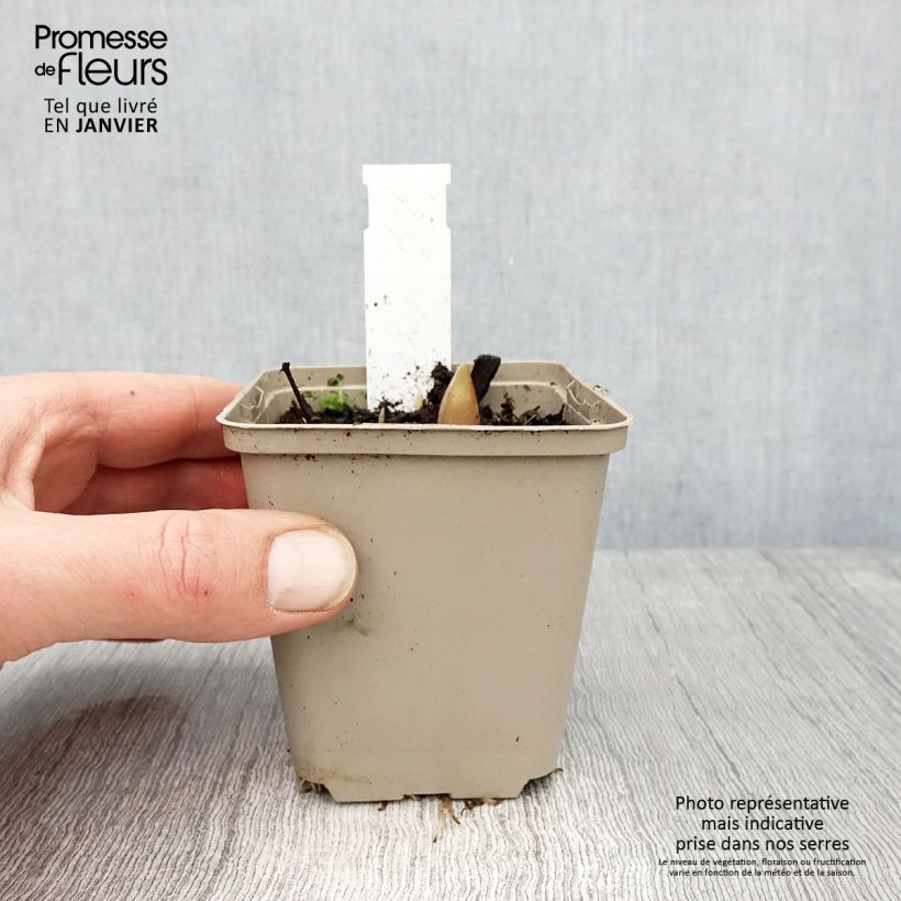 Exemplaar van Ail d'ornement - Allium Ostara Godet de 8/9 cm zoals geleverd in de winter