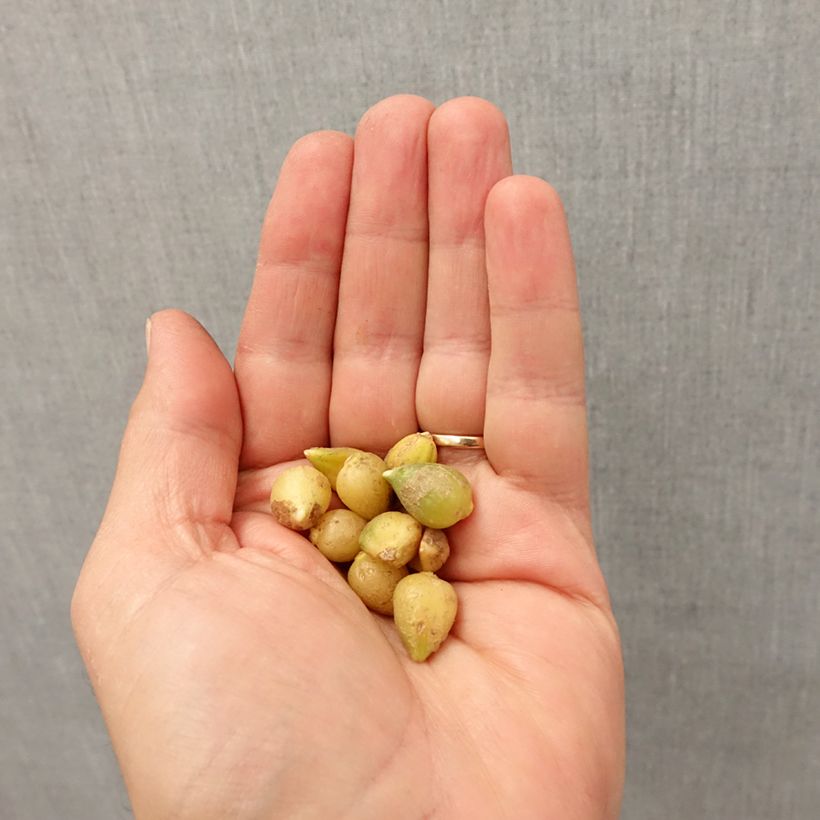 Exemplaar van Allium paradoxum var. normale - Armbloemig look Bol kaliber I zoals geleverd in de herfst