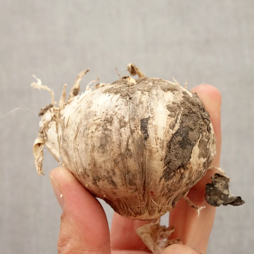 Exemplaar van Allium Pinball Wizard - Sierui Bol kaliber 20+ zoals geleverd in de herfst