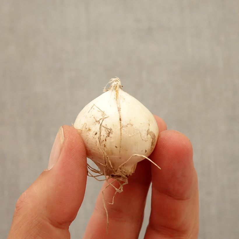 Exemplaar van Allium amethystinum Red Mohican - Sierui Bol kaliber 10+ zoals geleverd in de herfst