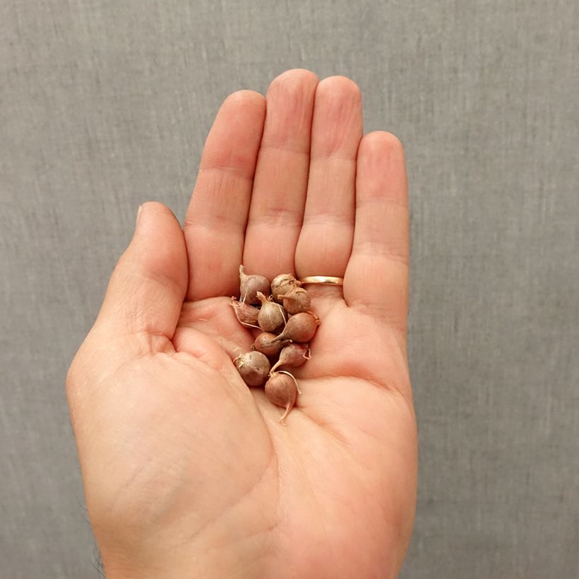 Exemplaar van Allium rotundum - Ronde look Bol kaliber I zoals geleverd in de herfst