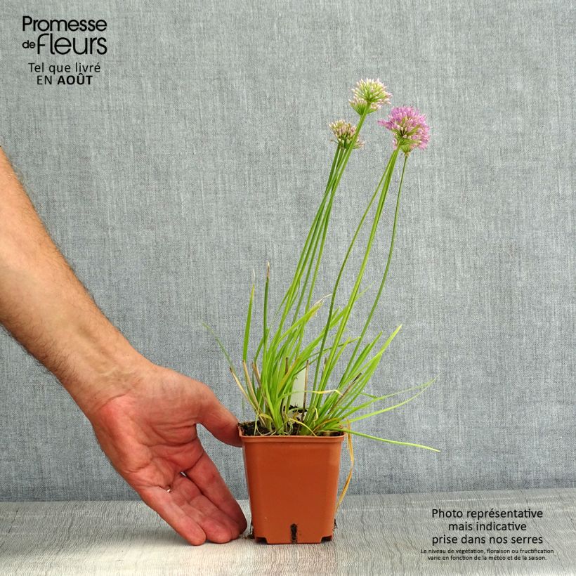 Exemplaar van Allium senescens Avatar - Sierui Kweekpotje van 7/8 cm kaliber I zoals geleverd in de zomer