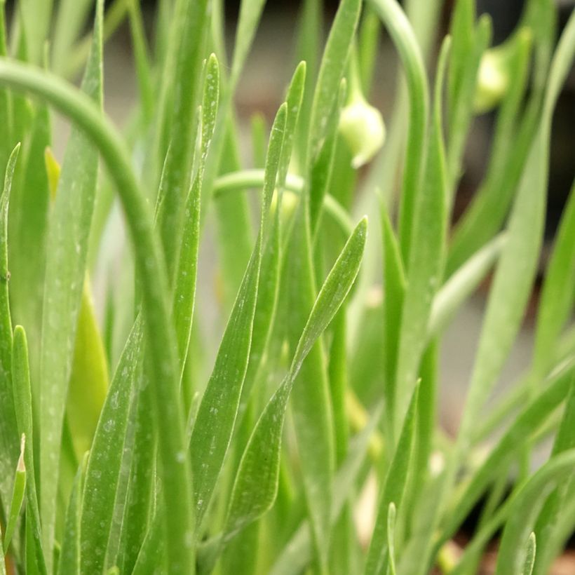 Allium senescens In Orbit - Sierui (Blad)