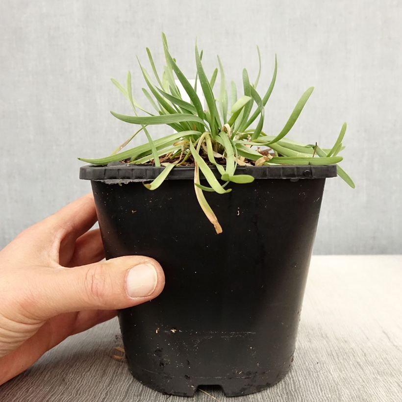 Exemplaar van Allium senescens In Orbit - Sierui Pot van 2 l/3 l zoals geleverd in de lente