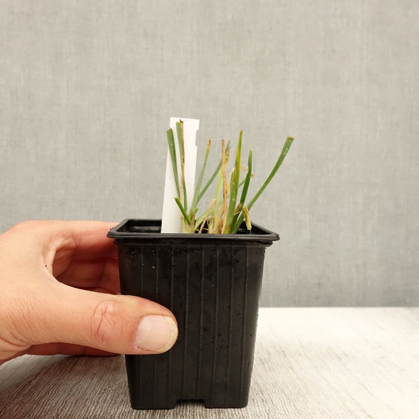 Exemplaar van Ail d'ornement - Allium senescens Lisa Blue Godet de 8/9 cm calibre I zoals geleverd in de herfst