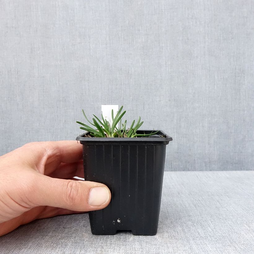 Exemplaar van Allium senescens Lisa Blue - Sierui Kweekpotje van 8/9 cm kaliber I zoals geleverd in de lente