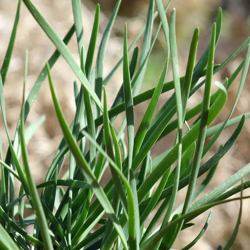 Allium senescens Lisa Blue - Sierui (Blad)
