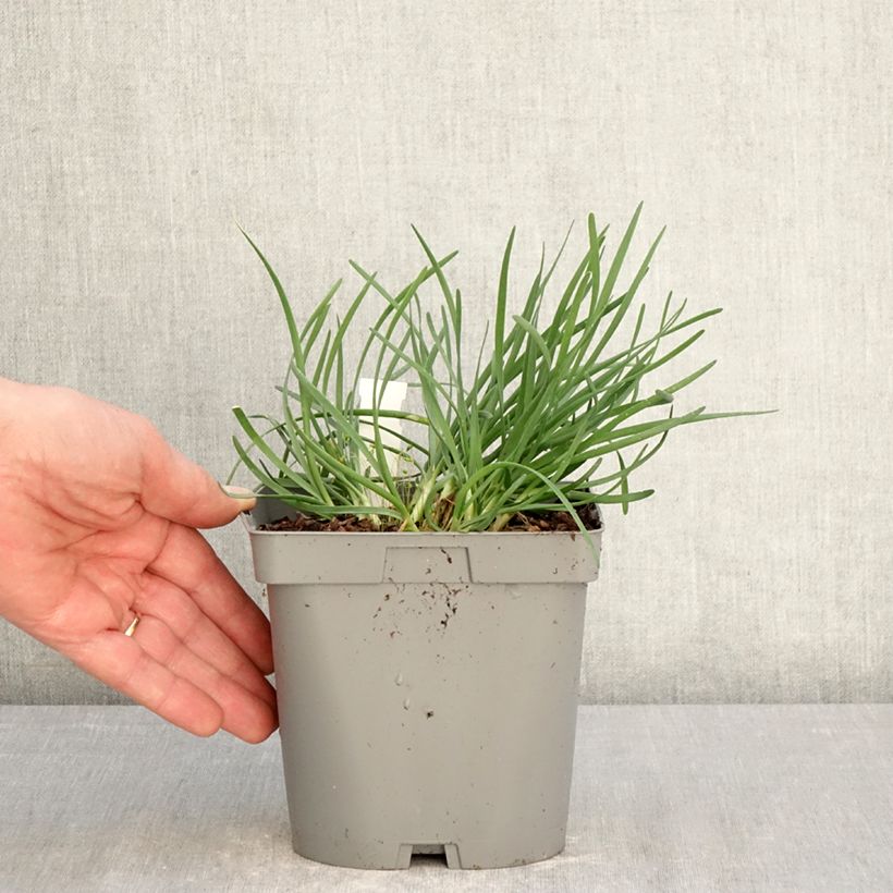 Exemplaar van Allium senescens Lisa Blue - Sierui Pot van 2 l/3 l zoals geleverd in de lente