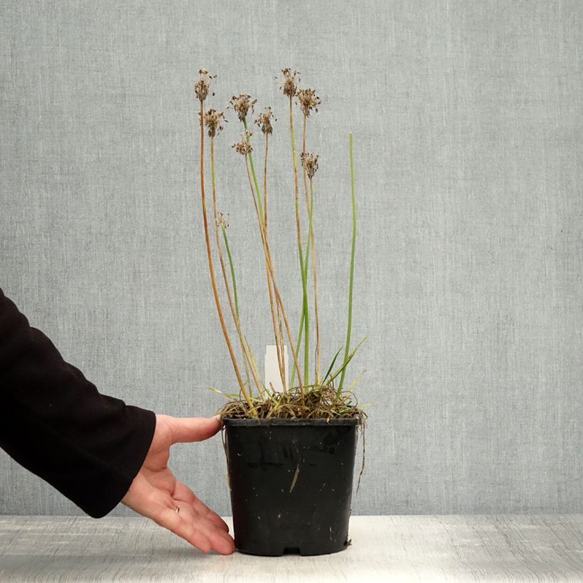 Exemplaar van Allium senescens Lisa Green - Sierui Pot van 2 l/3 l zoals geleverd in de herfst