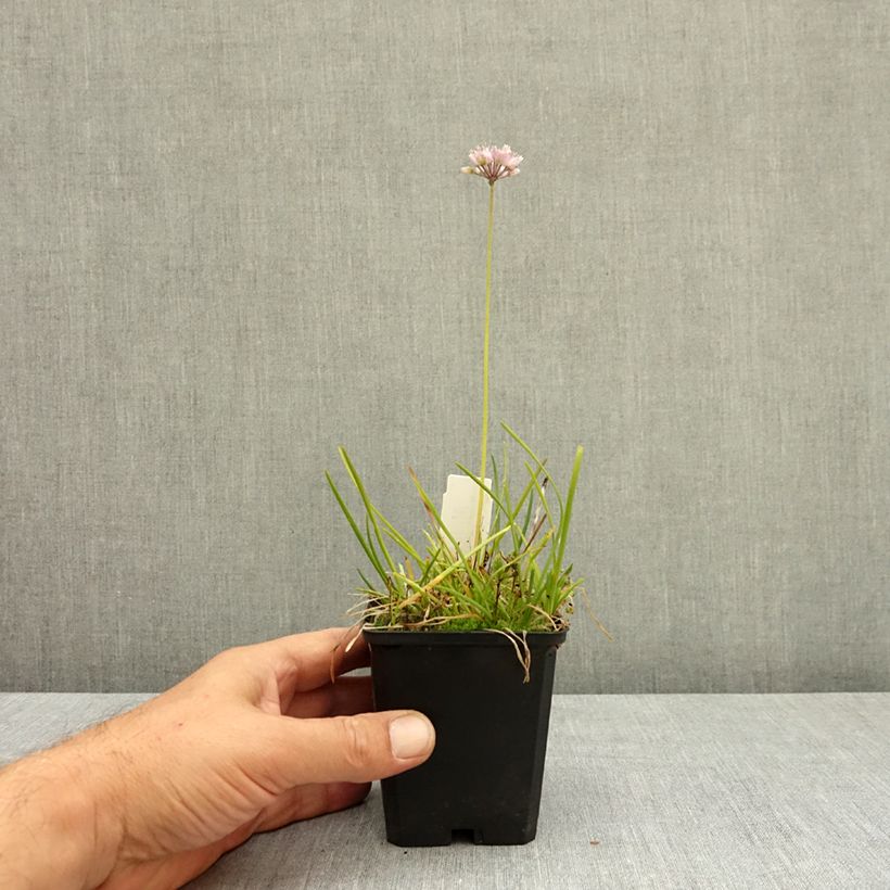 Exemplaar van Allium senescens subsp. montanum - Sierui Kweekpotje van 8/9 cm kaliber I zoals geleverd in de zomer
