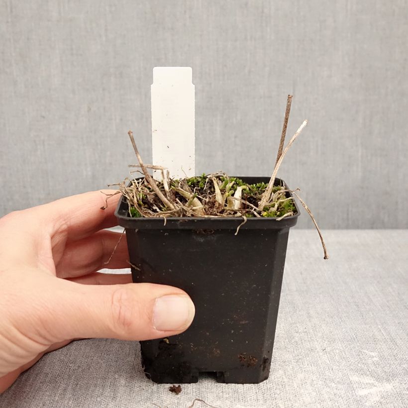 Exemplaar van Allium senescens subsp. montanum - Sierui Kweekpotje van 8/9 cm kaliber I zoals geleverd in de winter