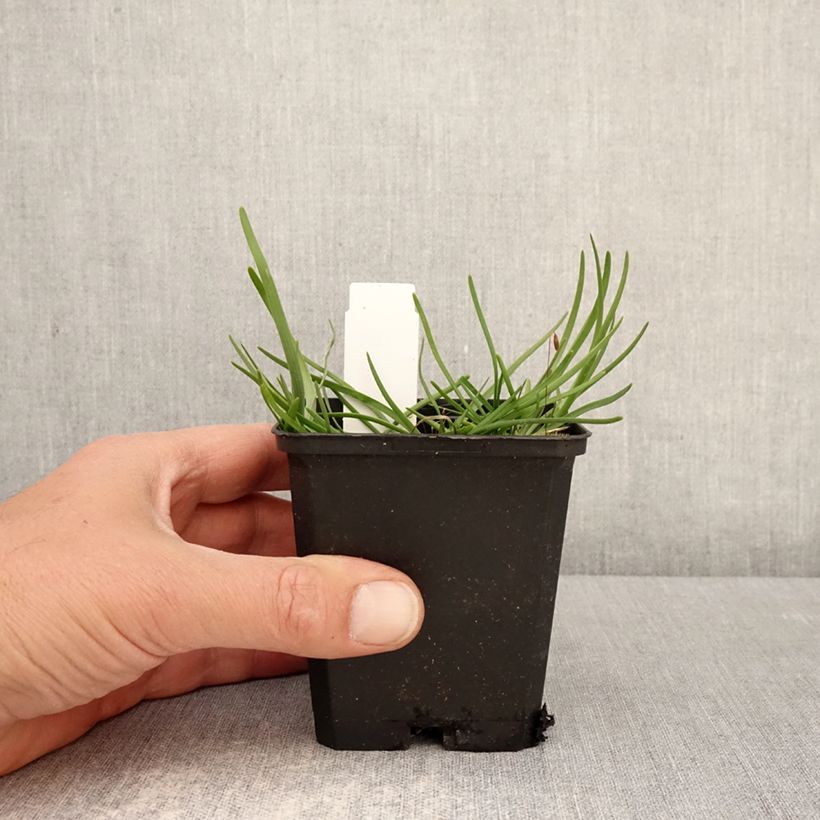 Exemplaar van Allium senescens subsp. montanum - Sierui Kweekpotje van 8/9 cm kaliber I zoals geleverd in de lente