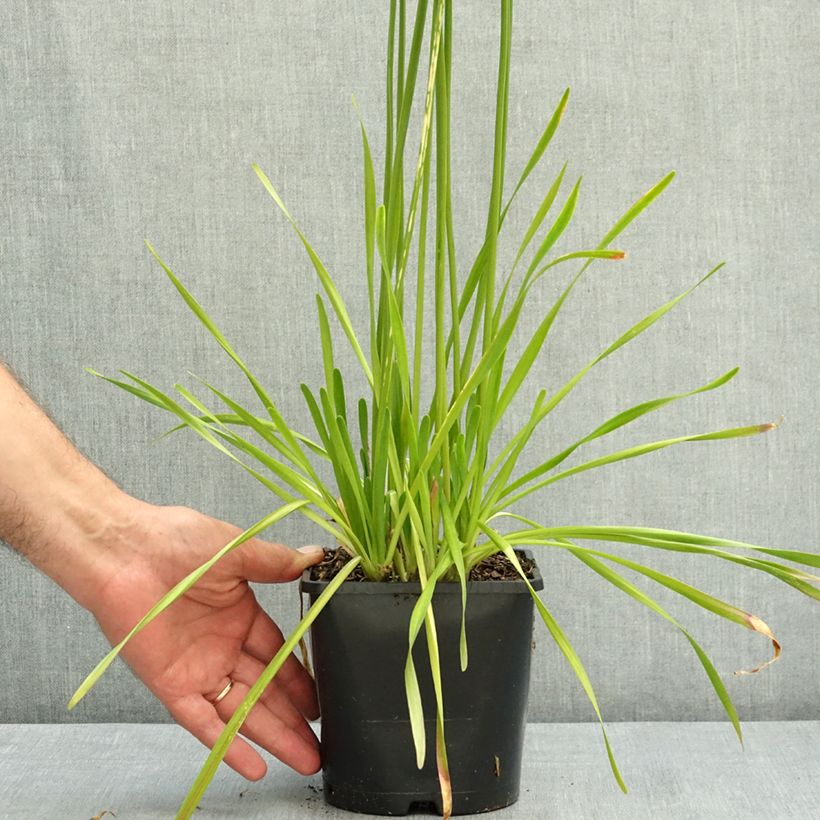 Exemplaar van Allium senescens Summer Beauty - Sierui Pot van 2 l/3 l kaliber I zoals geleverd in de zomer
