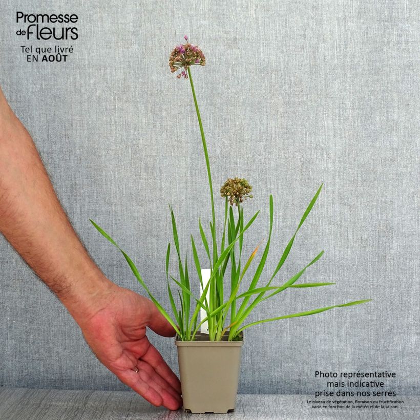 Exemplaar van Allium Serendipity - Sierui Kweekpotje van 8/9 cm zoals geleverd in de zomer