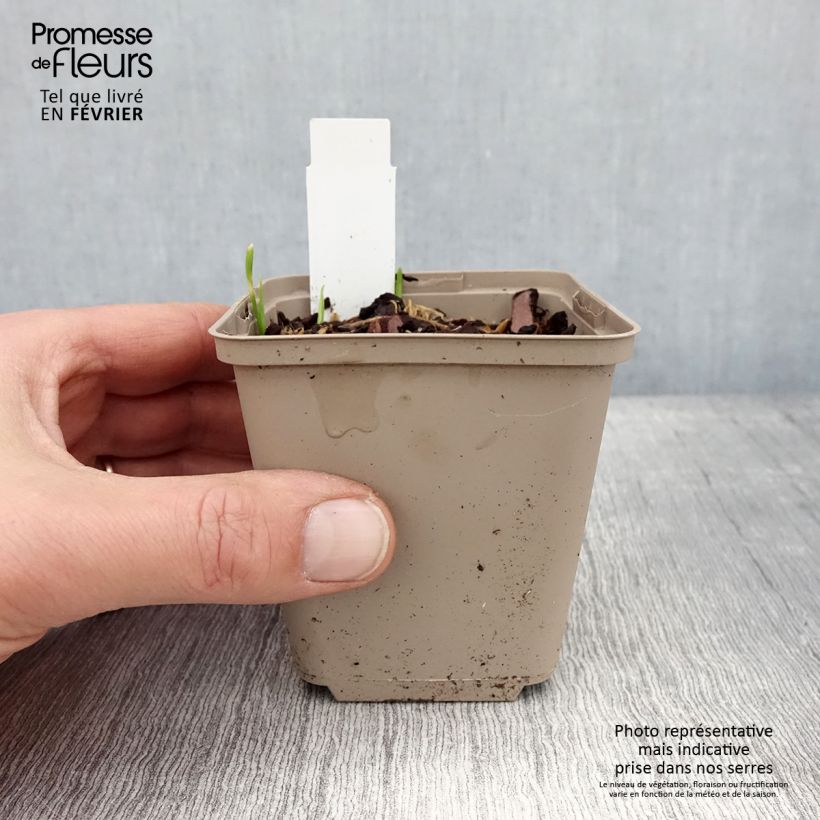 Exemplaar van Ail d'ornement - Allium Serendipity Godet de 8/9 cm zoals geleverd in de winter