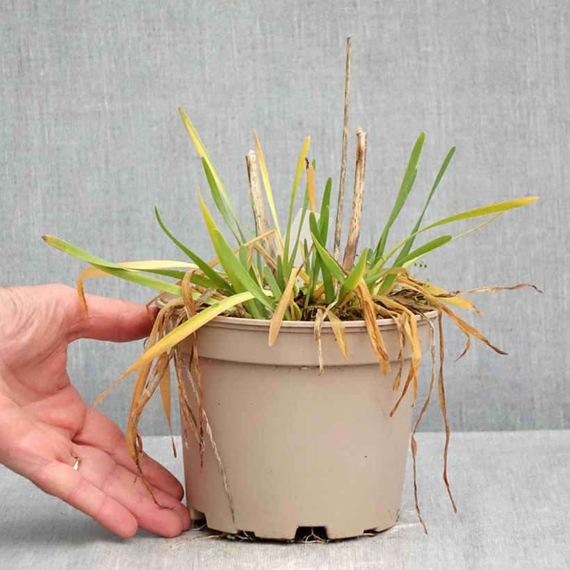 Exemplaar van Allium Serendipity - Sierui Pot van 2 l/3 l zoals geleverd in de herfst