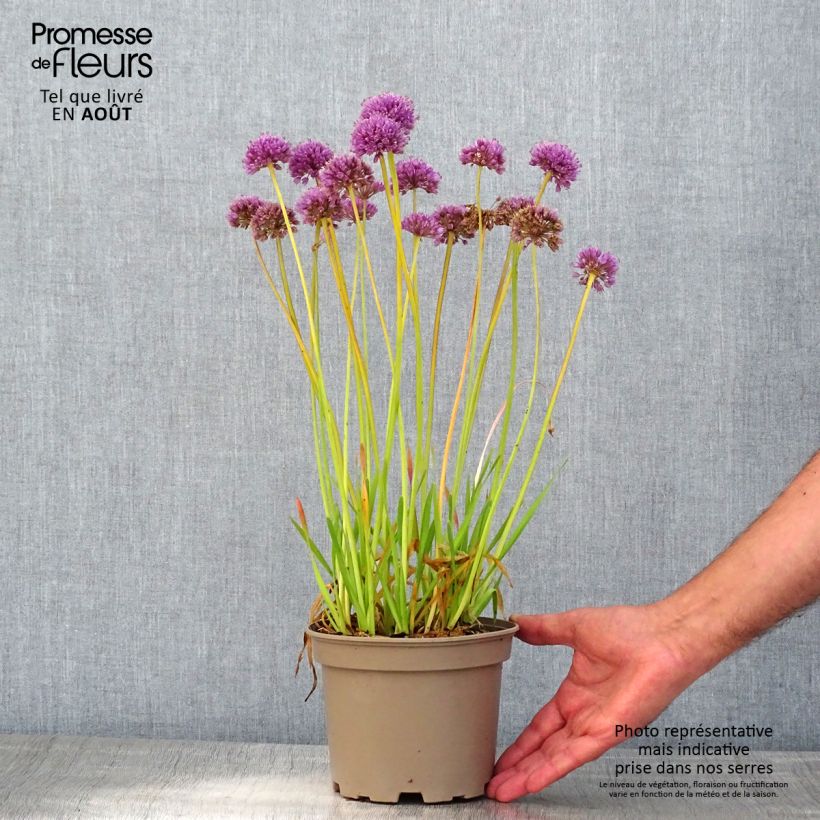 Exemplaar van Allium Serendipity - Sierui Pot van 2 l/3 l zoals geleverd in de zomer