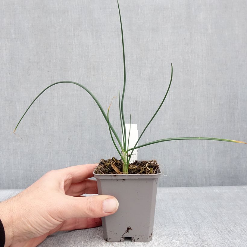 Exemplaar van Allium sphaerocephalon - Trommelstokje Kweekpotje van 8/9 cm kaliber 6+ zoals geleverd in de winter