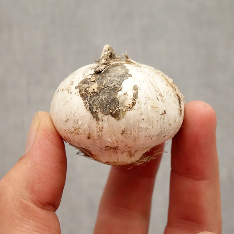 Exemplaar van Allium stipitatum Album - Sierui Bol kaliber 16+ zoals geleverd in de herfst