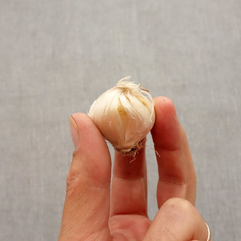 Exemplaar van Allium stipitatum Violet Beauty - Sierui Bol kaliber 2.5/5 zoals geleverd in de herfst