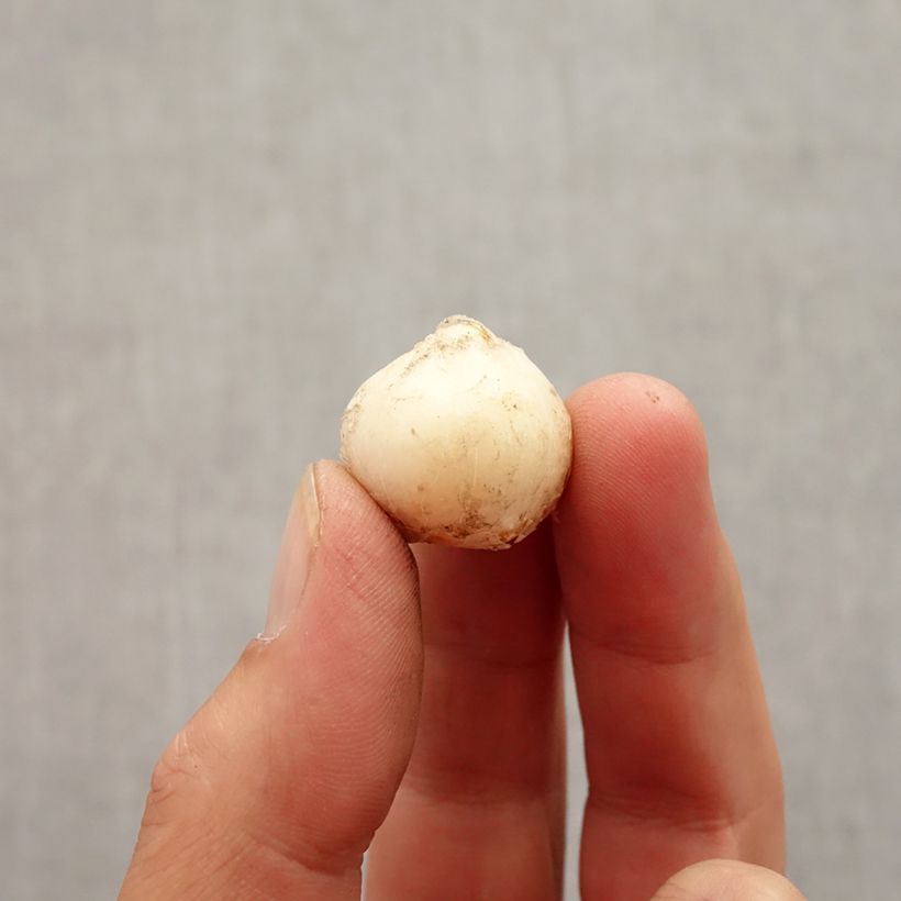 Exemplaar van Allium unifolium - Amerikaanse look Bol kaliber 5+ zoals geleverd in de herfst