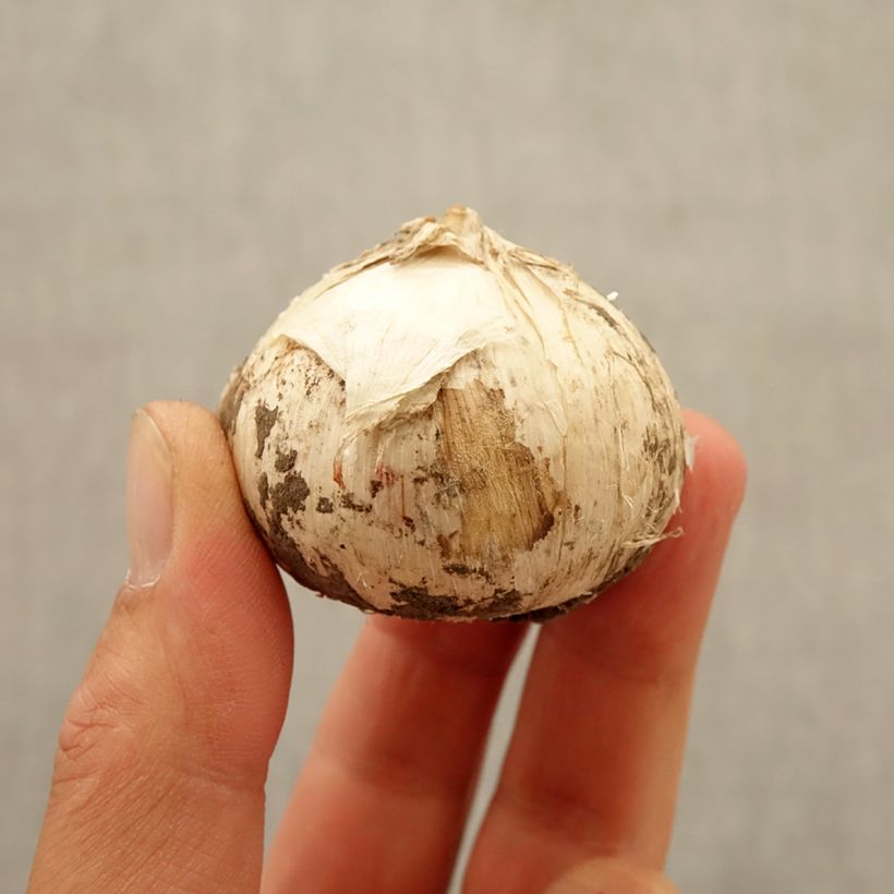 Exemplaar van Allium Universe - Sierui Bol kaliber 20+ zoals geleverd in de herfst