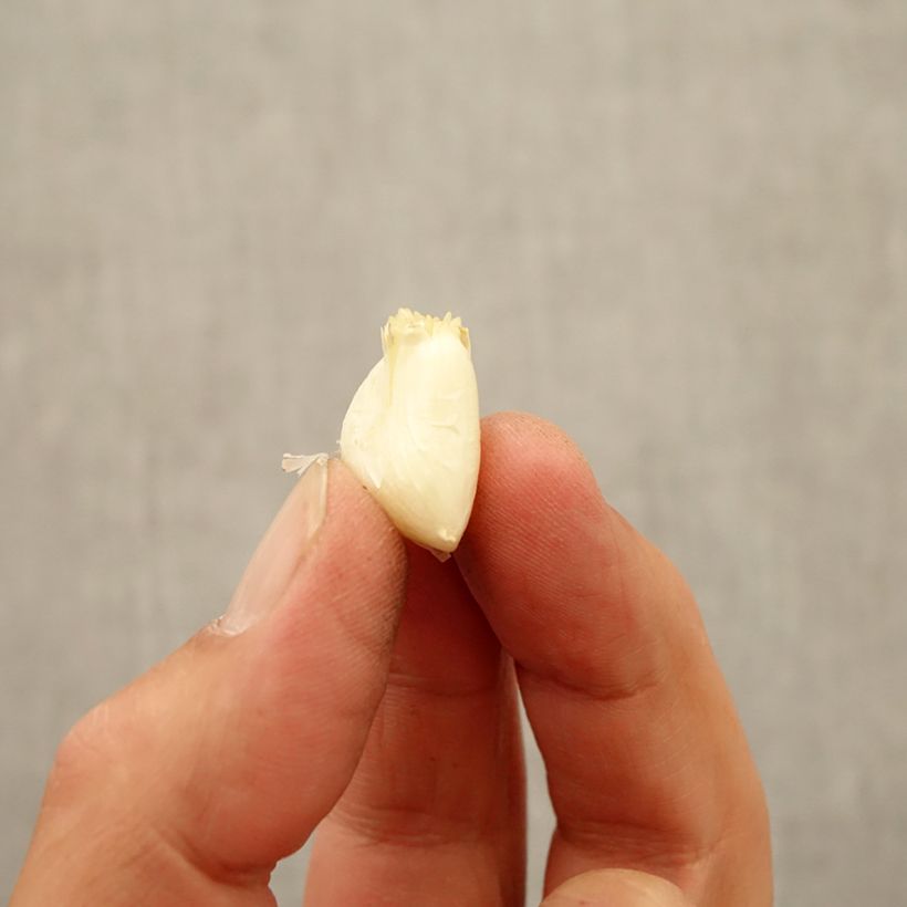 Exemplaar van Allium ampeloprasum White Cloud - Olifantenlook Bol kaliber 7+ zoals geleverd in de herfst