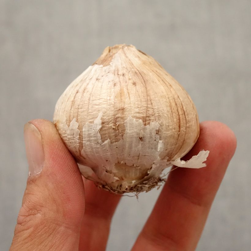 Exemplaar van Allium christophii - Sterrenlook Bol kaliber 12+ zoals geleverd in de herfst