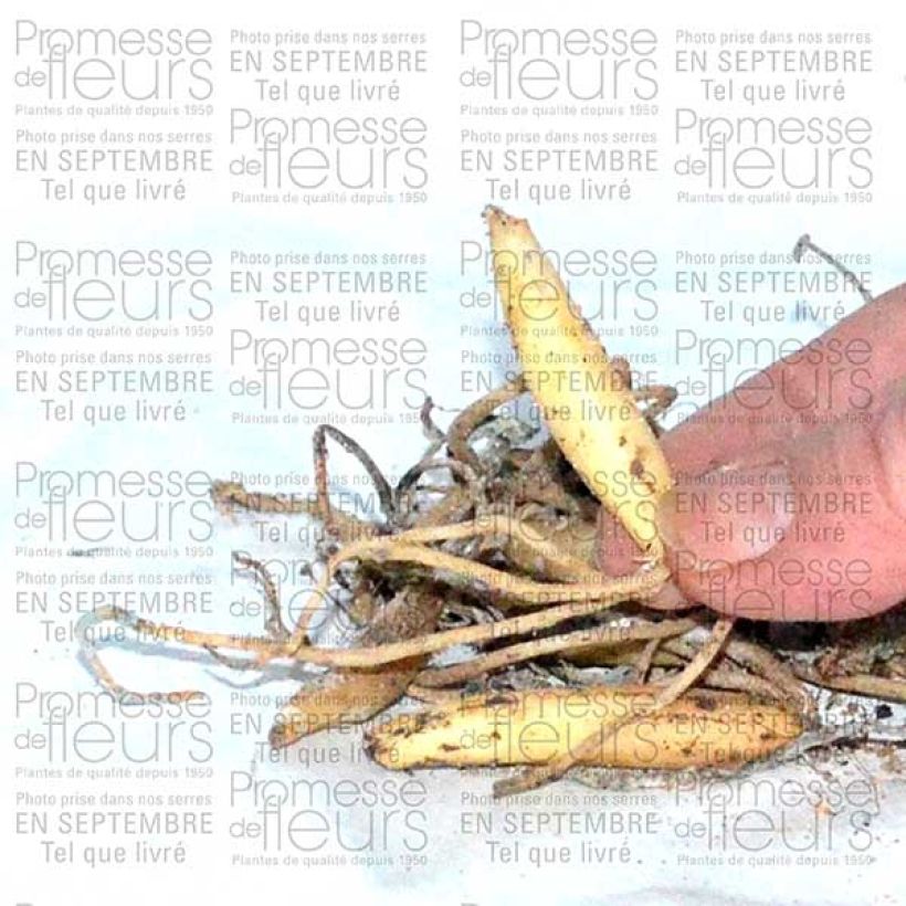 Example of Allium ursinum - Daslook Bol kaliber I as you get