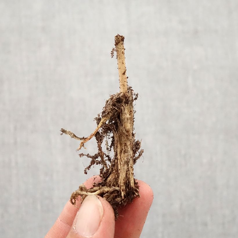 Exemplaar van Allium ramosum - Chinese bieslook Bol kaliber I zoals geleverd in de herfst