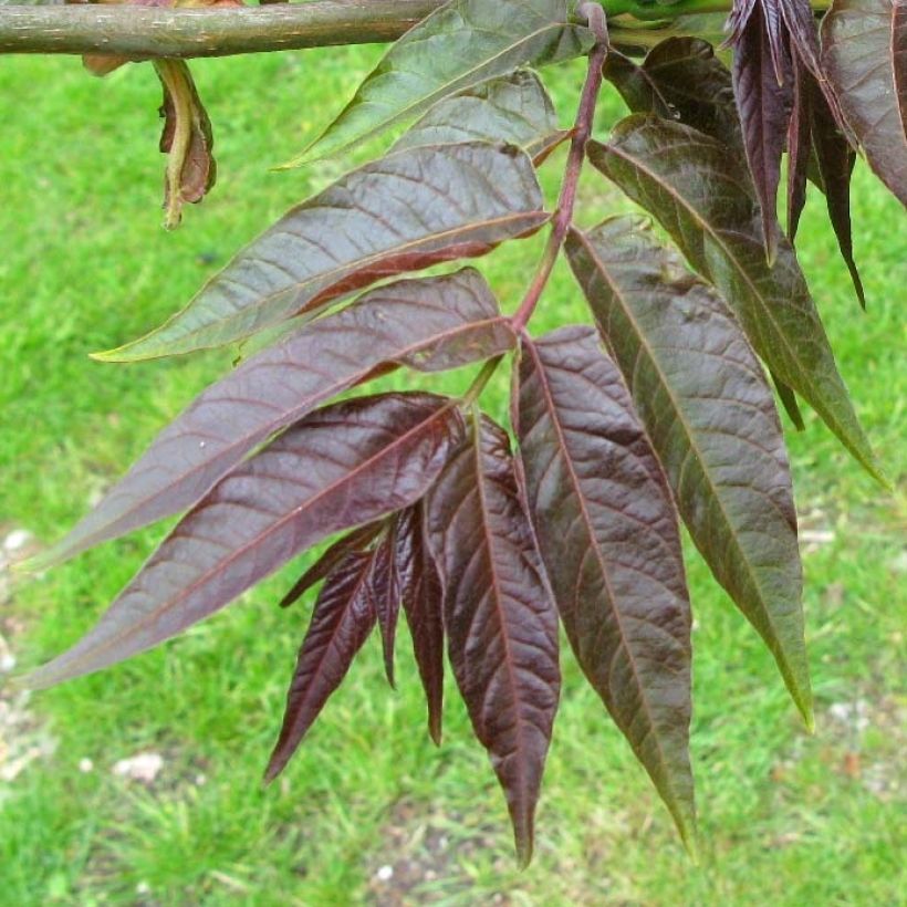 Ailanthus altissima Purple Dragon - Hemelboom (Blad)