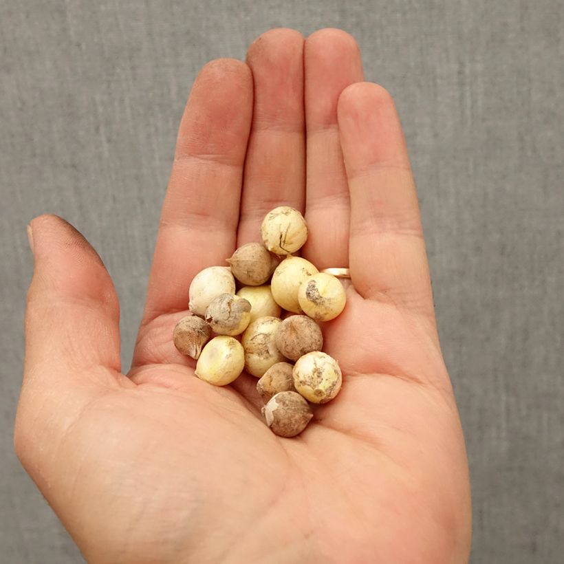 Exemplaar van Dwerg Allium mix - Sierui Bol kaliber 4+ zoals geleverd in de herfst