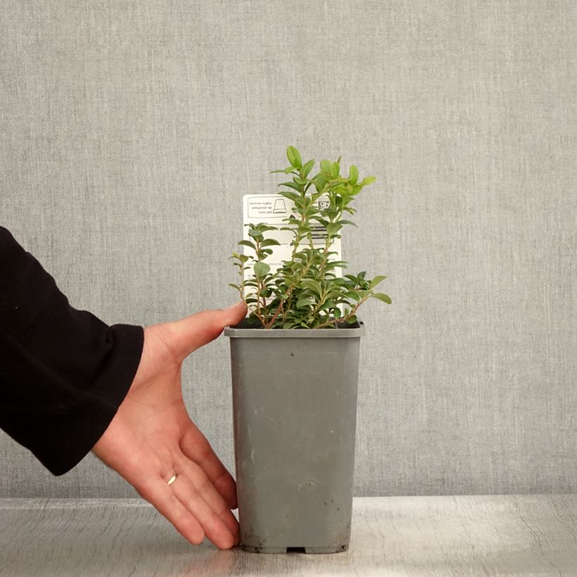 Exemplaar van Rode bosbes BIO Pot van 1 l/1,5 l, Struik zoals geleverd in de herfst