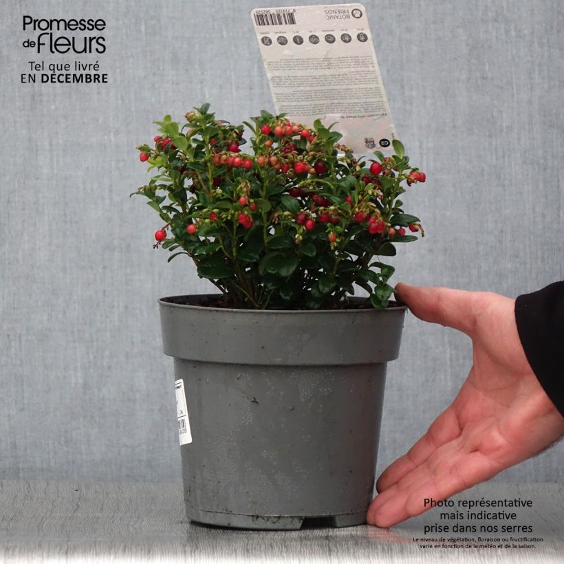 Exemplaar van Rode bosbes Red Candy Pot van 1,5 l/2 l, Struik zoals geleverd in de herfst