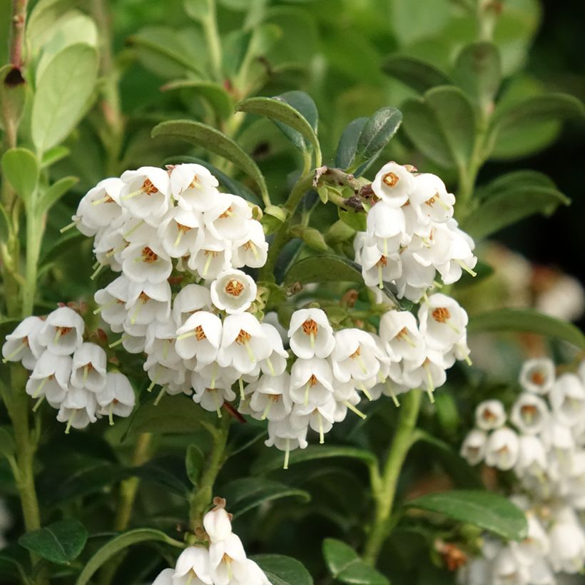 Rode bosbes - Vaccinium vitis-idaea (Bloei)