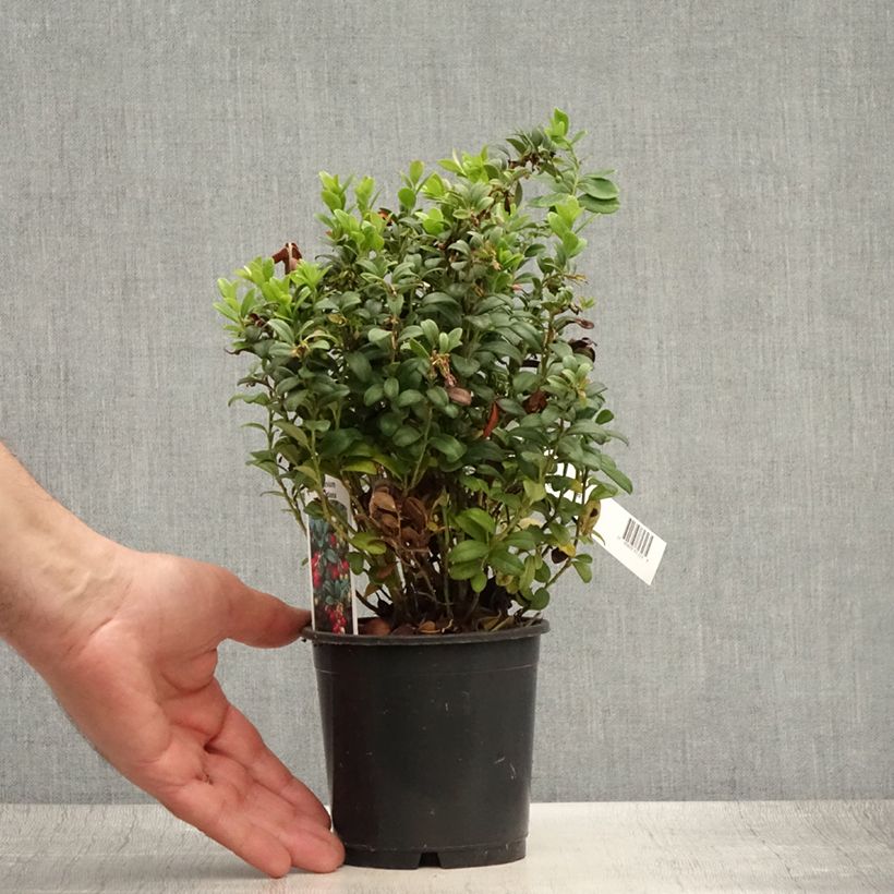Exemplaar van Rode bosbes - Vaccinium vitis-idaea Pot van 1,5 l/2 l zoals geleverd in de zomer