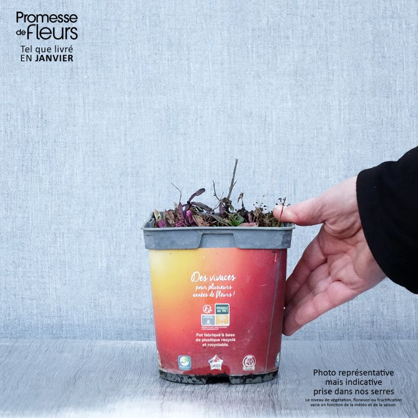 Exemplaar van Ajuga Feathered Friends Fancy Finch - Bugle rampante Pot de 2L/3L zoals geleverd in de winter