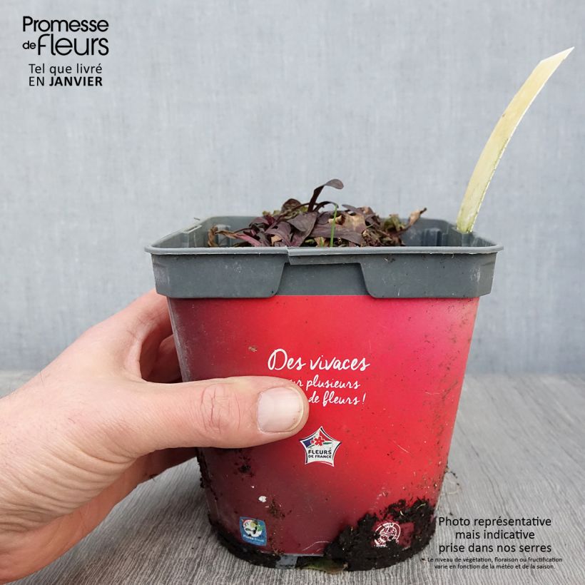 Exemplaar van Ajuga Noble Nightingale - Bugle rampante Pot de 2L/3L zoals geleverd in de winter