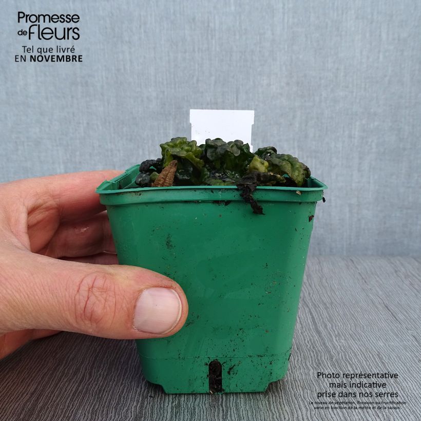 Exemplaar van Ajuga pyramidalis Metallica Crispa - Piramidezenegroen Kweekpotje van 8/9 cm zoals geleverd in de herfst
